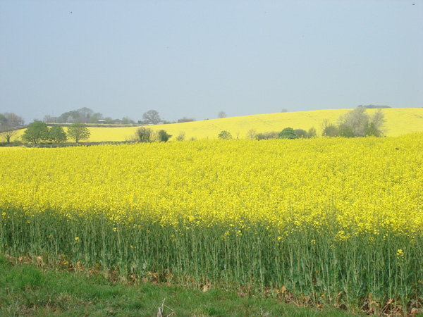 DSC00145